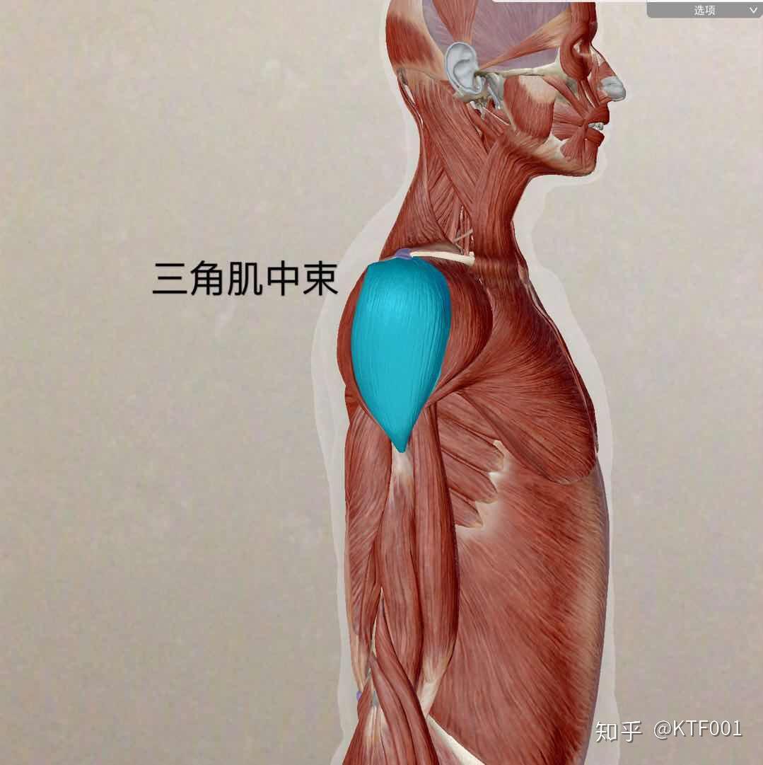 从0到1基础入门打造完美肩三角肌的激活