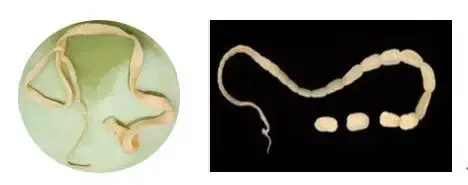 钩虫:钩虫以口囊附着于肠黏膜上,经口,皮肤,胎盘,初乳感染,呕吐,下痢