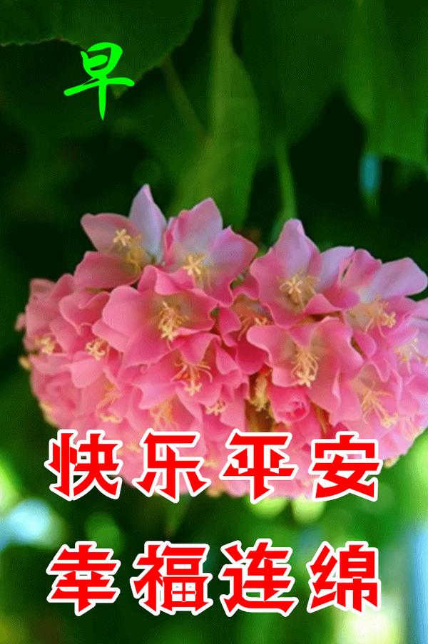 祝福花卉大全图片图片