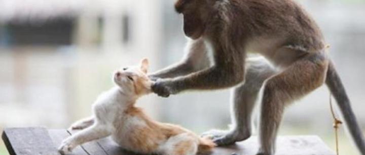 为猫发声:昆明动物园 猴子和猫 到底是猴子残忍还是人残忍? - 知乎