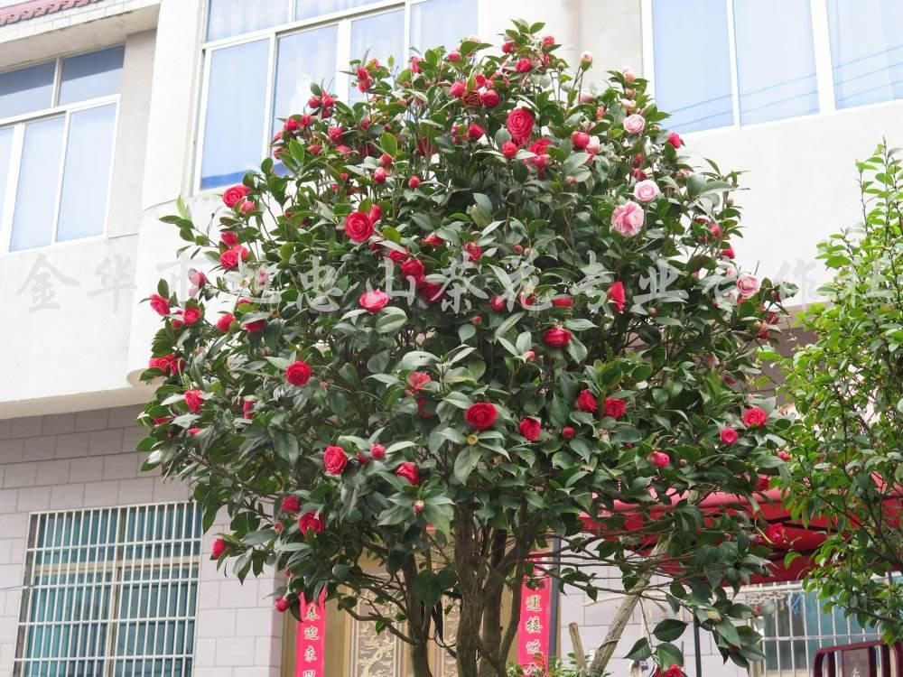中国茶花之乡菜鸟产业园首站魅力金华