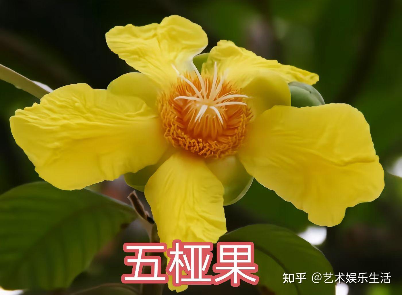 五桠果科的6种代表植物 - 知乎