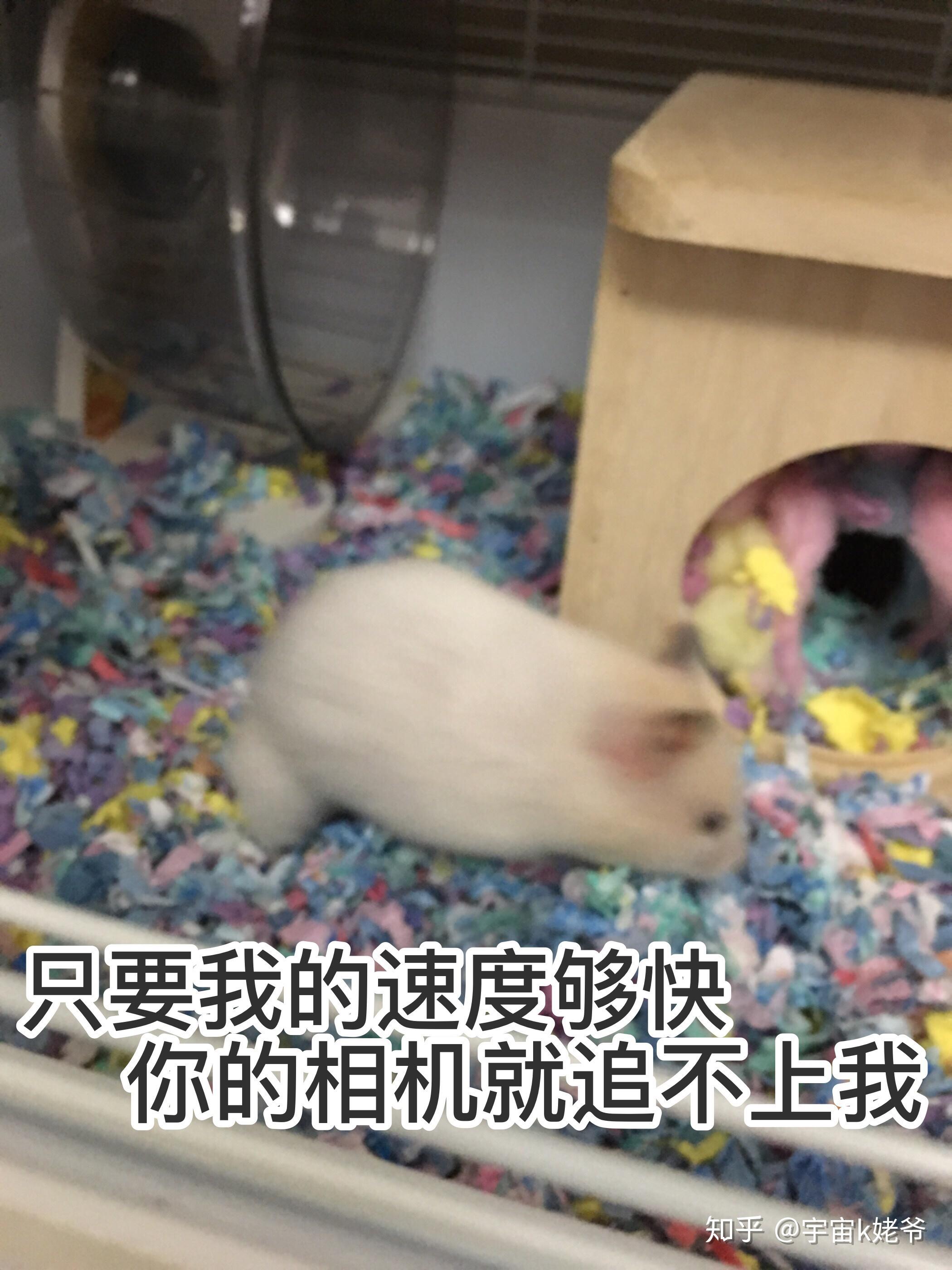 v2-03f18ed47db83c756ecb0622b8c4e8b3_r.jpg