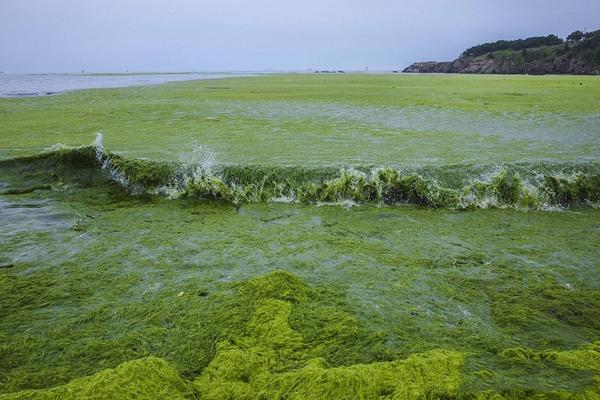 青岛遭受历史最大规模 浒苔 侵袭 海岸线秒变 草原 浒苔 的成因是什么 可以采取哪些应对措施 一个男人在流浪的回答 知乎