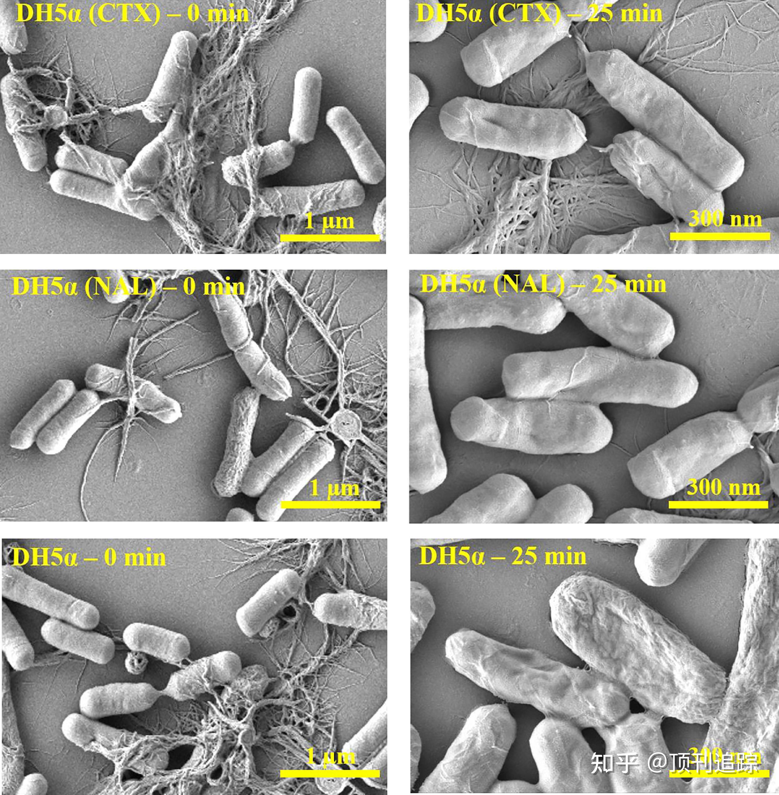 光催化消杀耐药菌的机理大突破waterresearch最新成果