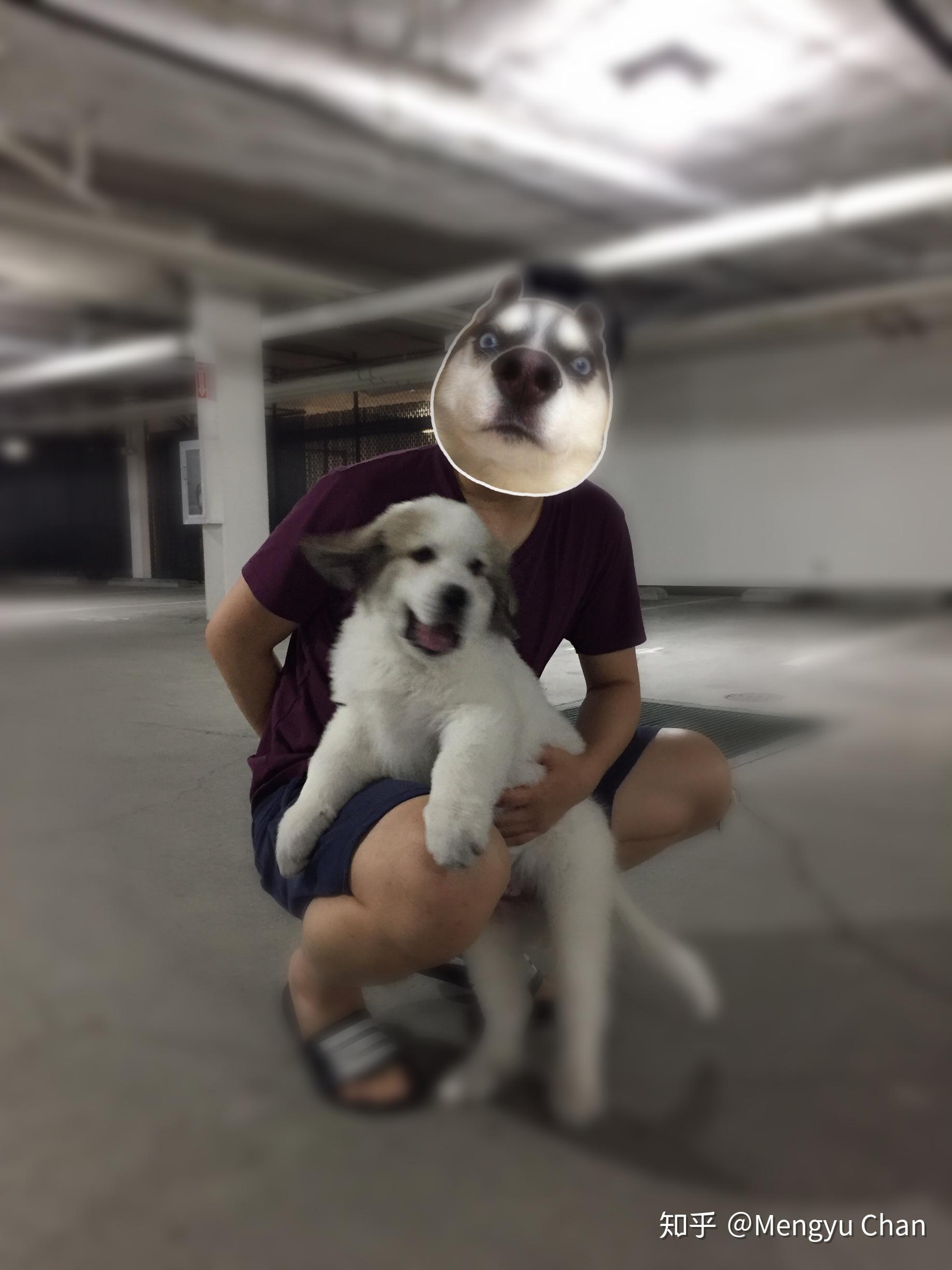 大白熊犬阿棉的日常