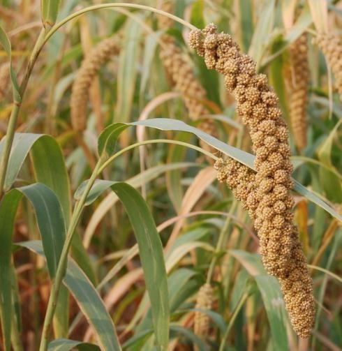 《回延安》的糜子