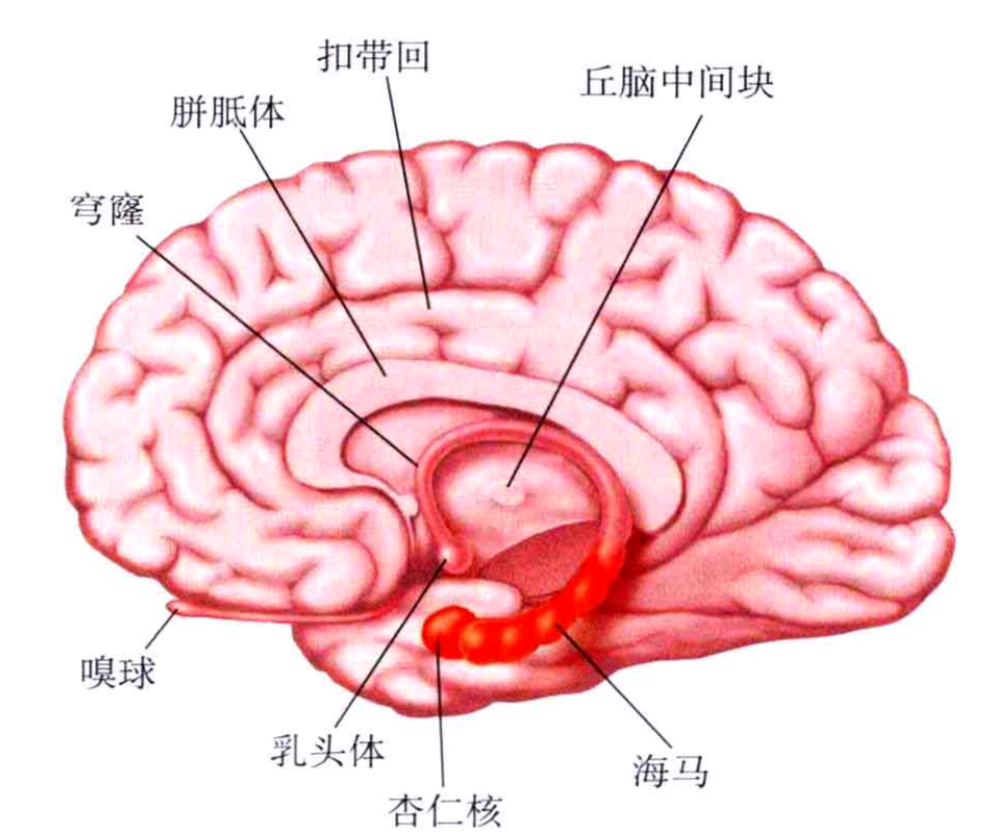 经过研究发现,h先生被切除的是大脑双侧内侧颞叶,其中包含记忆加工的