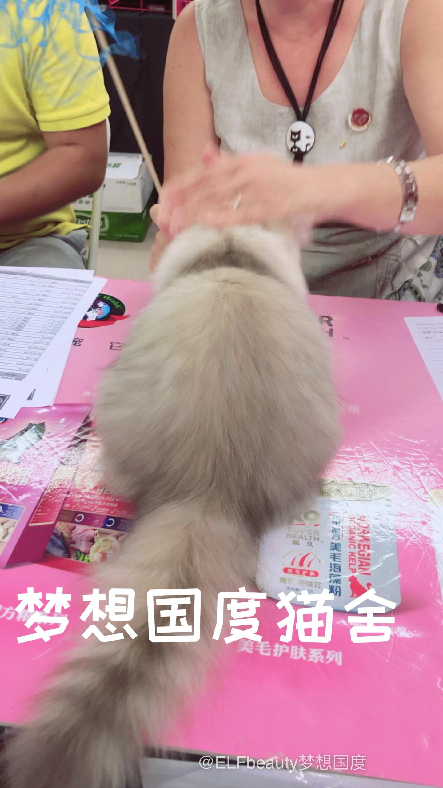 拥有一个善解人意特听话的猫猫是什么感受？ - 知乎