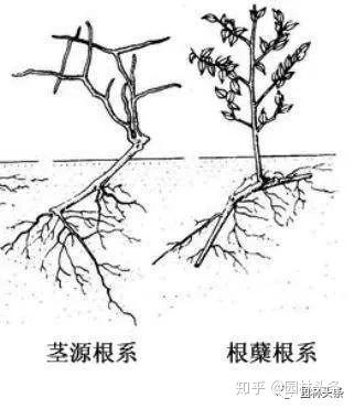 根的向地性生长图解图片