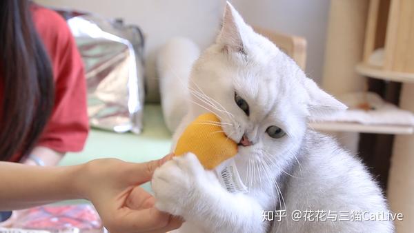 给猫咪买了猫薄荷玩具 猫玩疯了 知乎