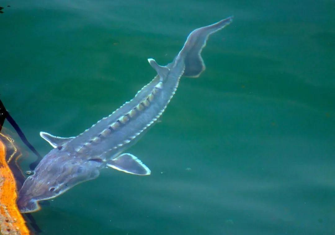 长江惊现鲨鱼男子在长江边发现小白鲨网友大惊小怪