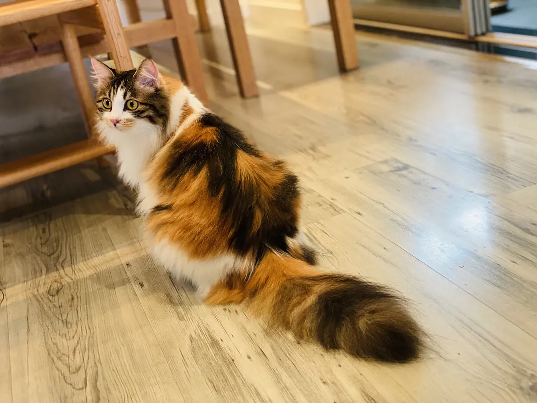 长毛三花猫是中华田园猫吗? - 知乎