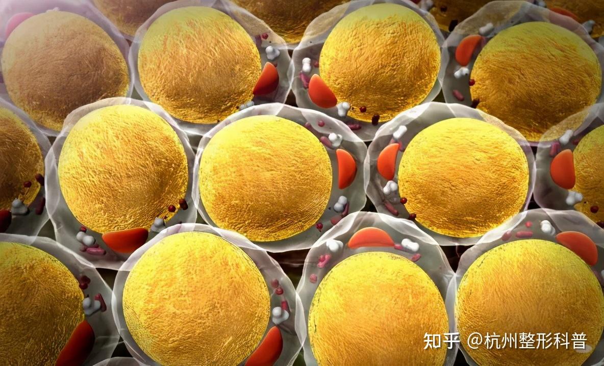 玻尿酸美容玻尿酸_海薇玻尿酸和伊婉玻尿酸哪个好_关于玻尿酸