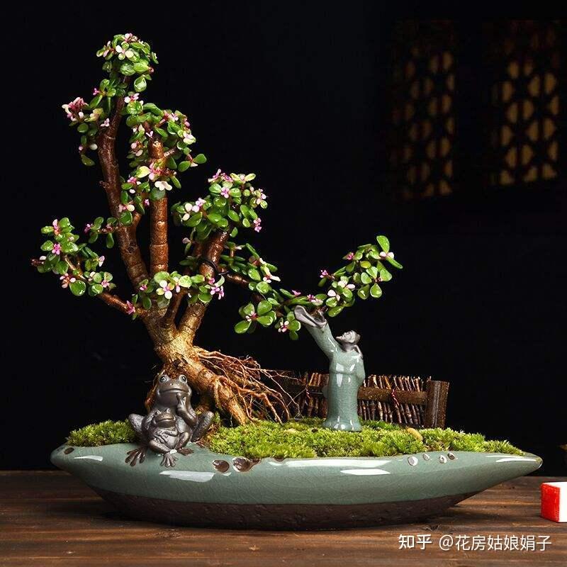 养金枝玉叶要勤快些，掌握这4个方面的技巧，快速养成高颜值盆景 - 知乎