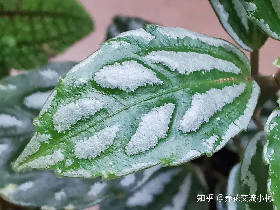 8种叶子长满白色斑纹的室内观叶植物颜值不低价格不贵