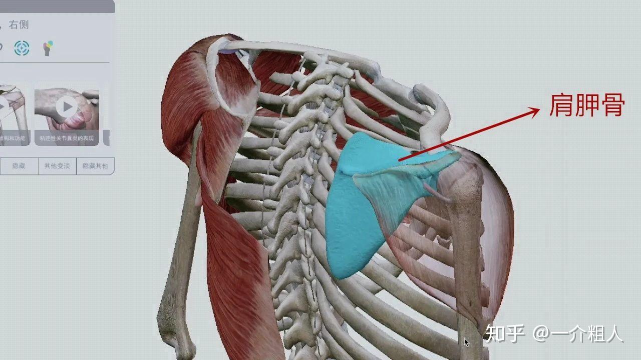 肩胛骨上移背后图图片