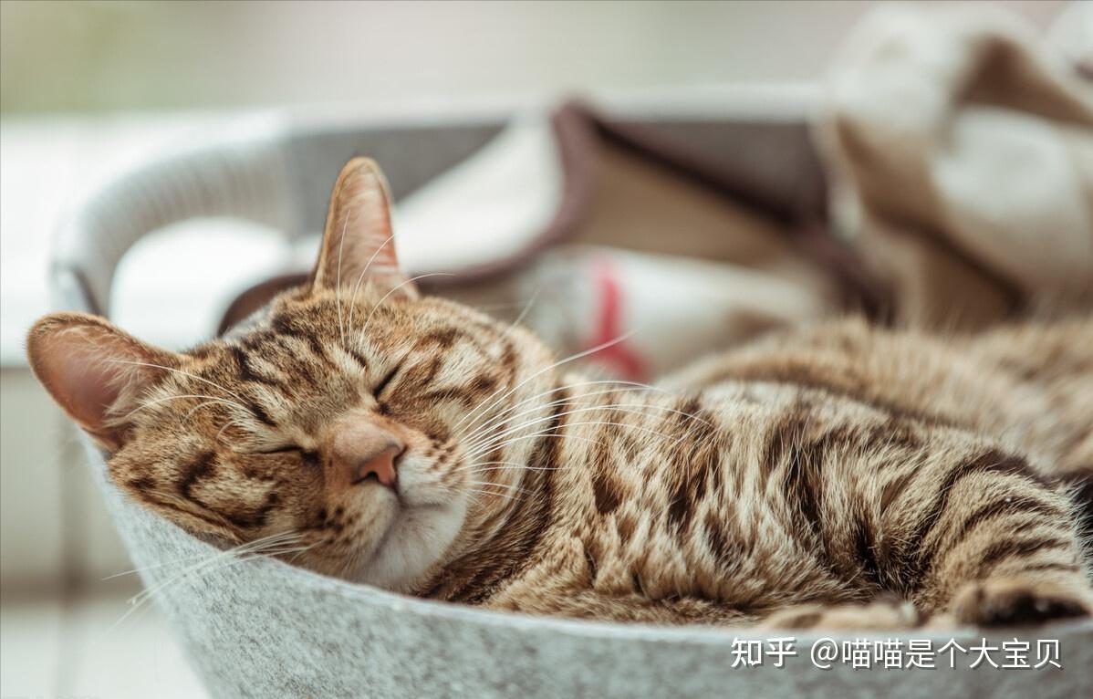狸花猫”优点多多，一点儿也不比国外品种猫差- 知乎