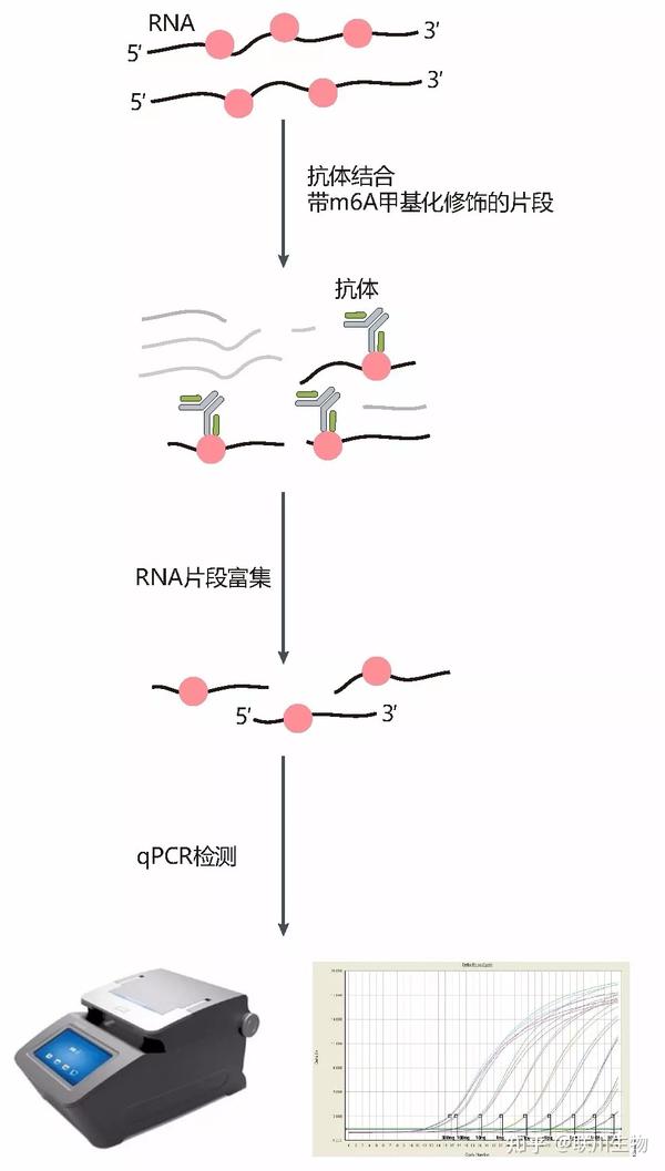 你以为做完m6A测序后就完了？m6A-IP-qPCR了解下！|m6A专题 - 知乎