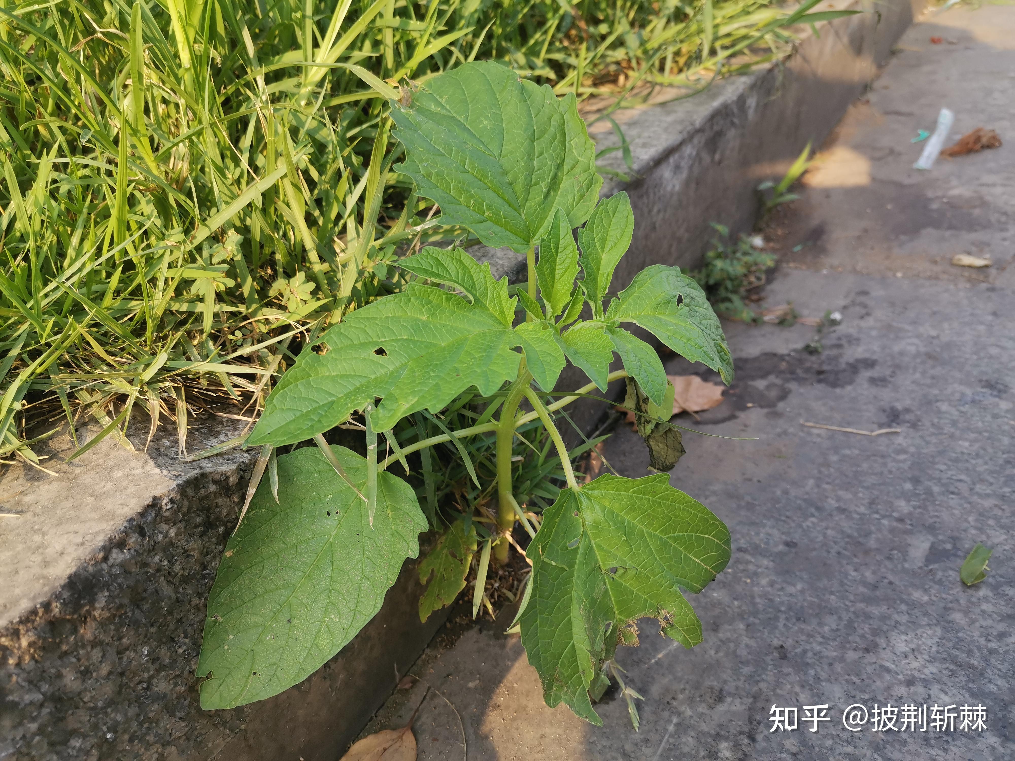 芝麻树的样子图片