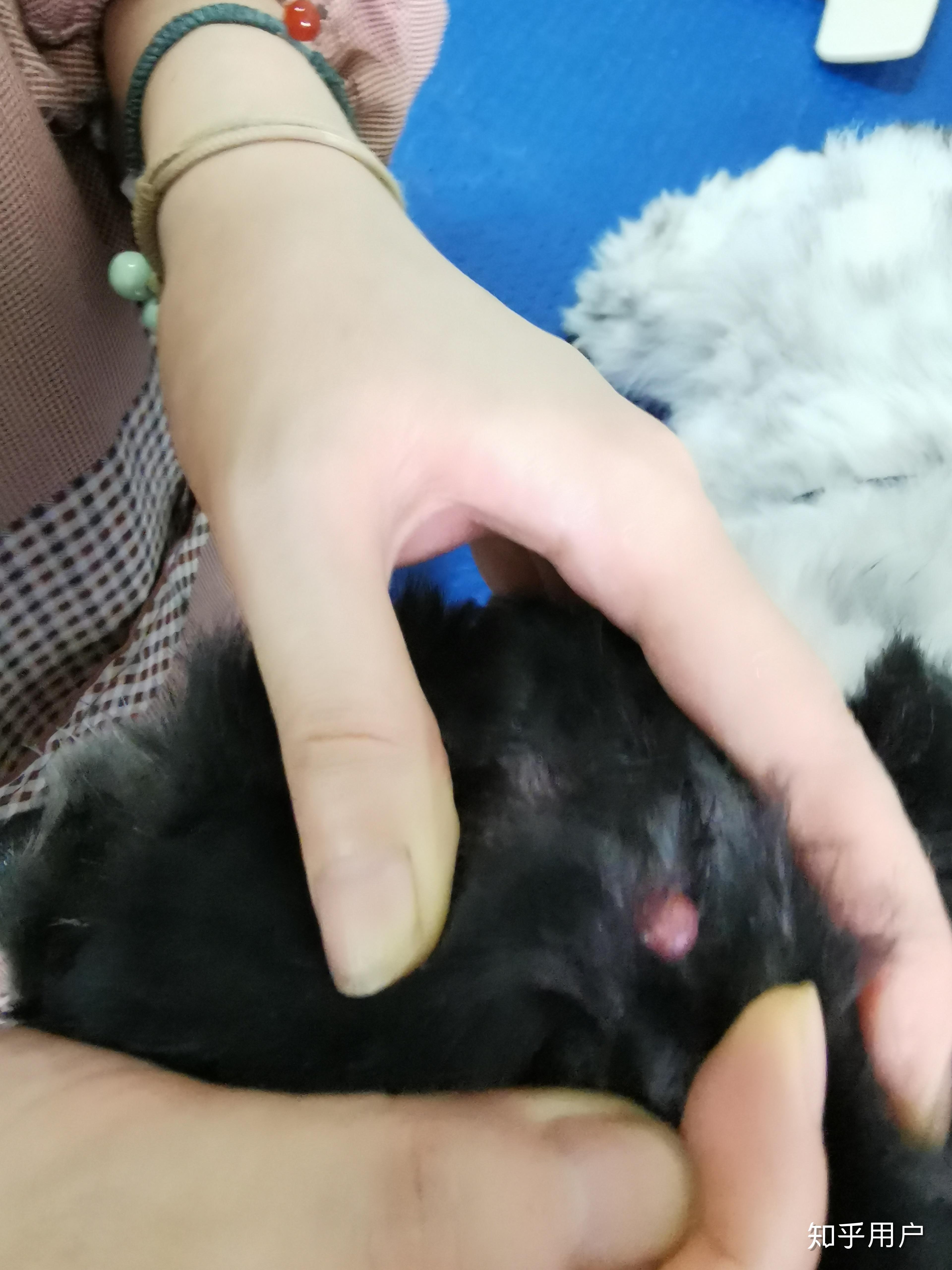 狗狗身上长了个红疙瘩 请问怎么了? - 知乎