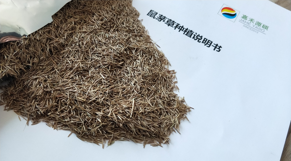 鼠茅草在六月中下旬开始枯黄,基本与果树错季生