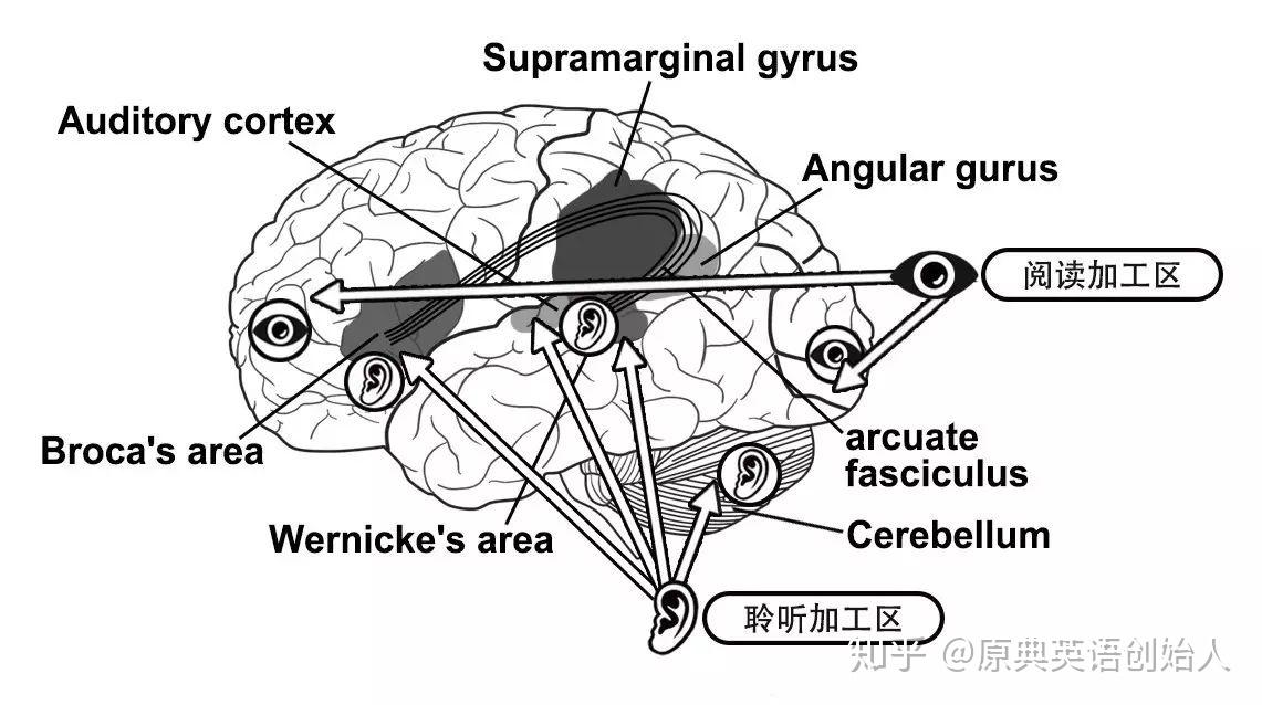 为家长启蒙语言不是学出来的语言是长出来的从人工智