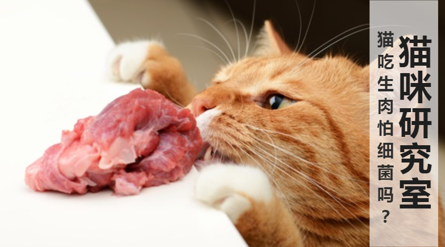 生骨肉系列猫为什么不担心生骨肉的细菌问题