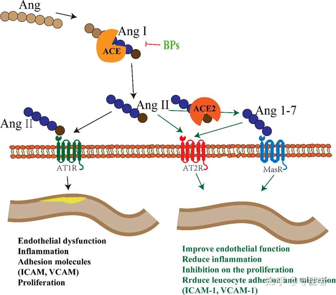 type 1 receptors; at2r, angiotensin ii type 2 receptors; icam-1