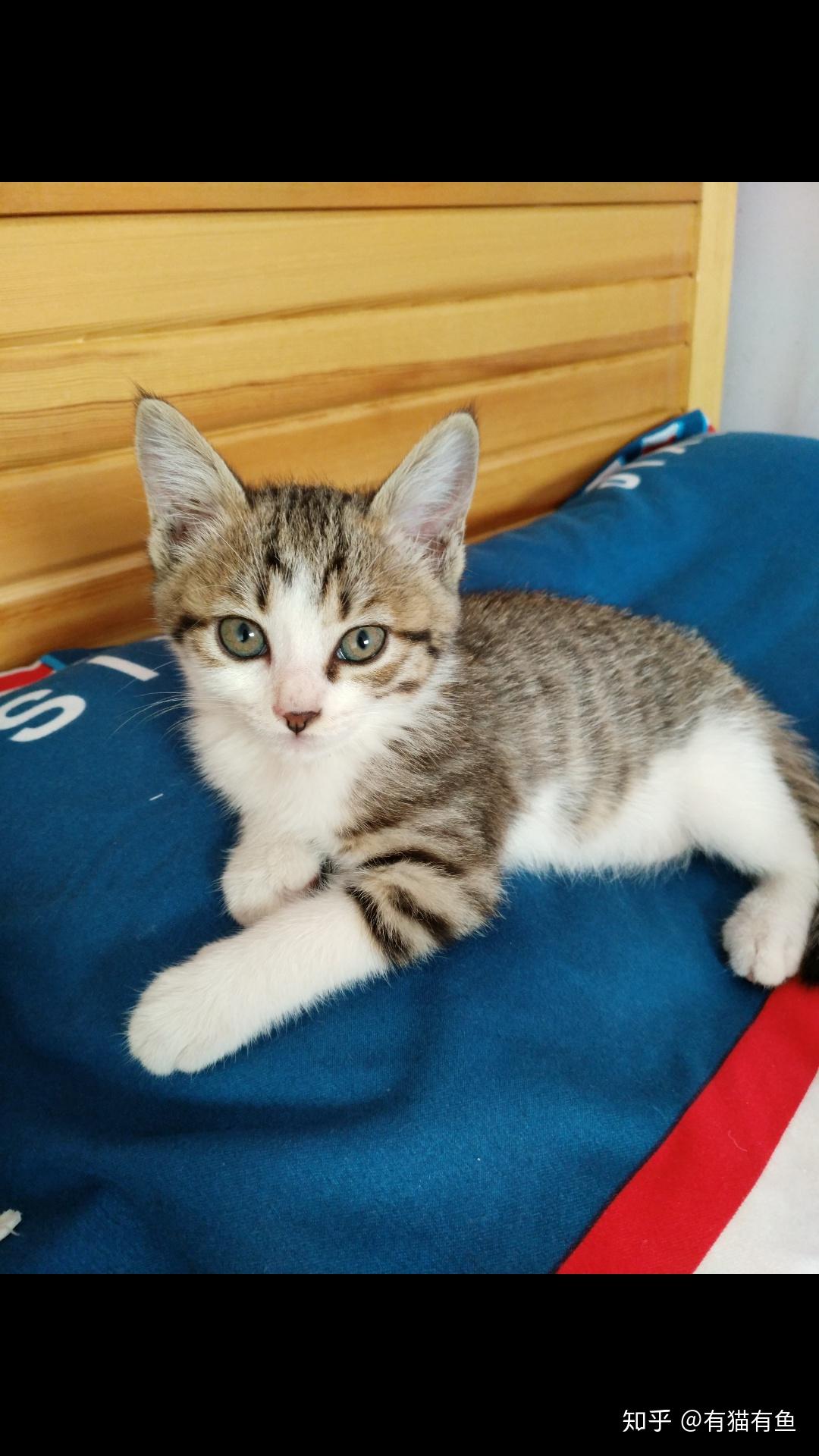 中华田园猫的颜值有多高?