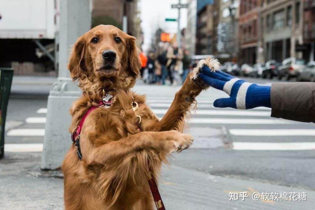 金毛犬用爪子扒拉主人不是饿了而是这6个意思