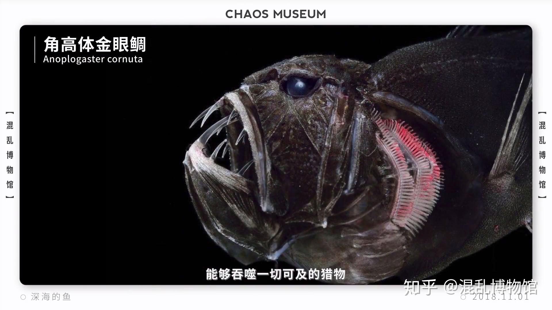 有哪些比较奇怪的深海生物? - 知乎