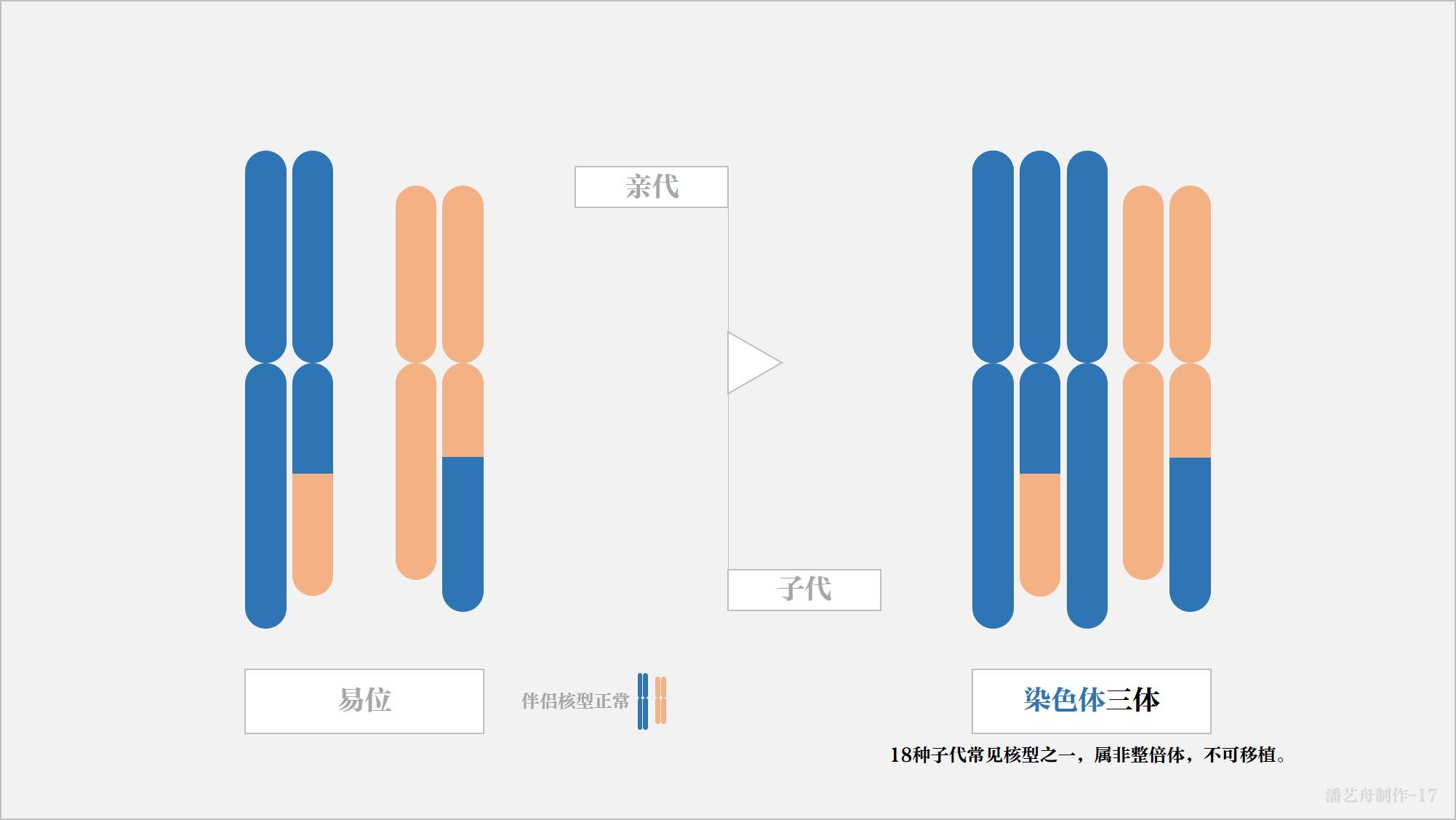 不想说第二遍:关于亲代染色体易位可致子代18种染色体核型问题,附核型
