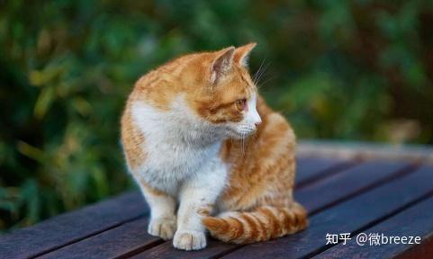 我国的几大本土名猫,你都认识那些? - 知乎