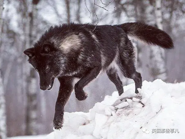 黄石公园最强狼王21! 它统领一生,却独钟情与她!太传奇