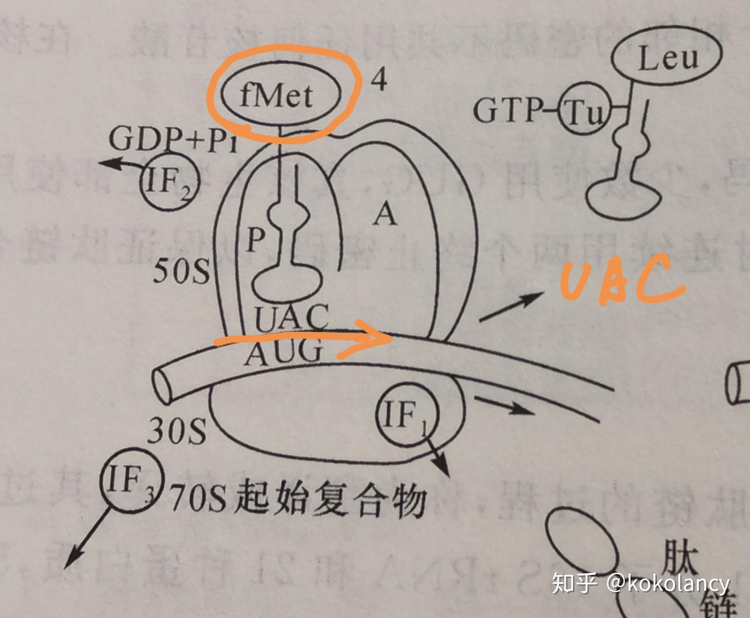 trna上的反密碼子要如何閱讀?