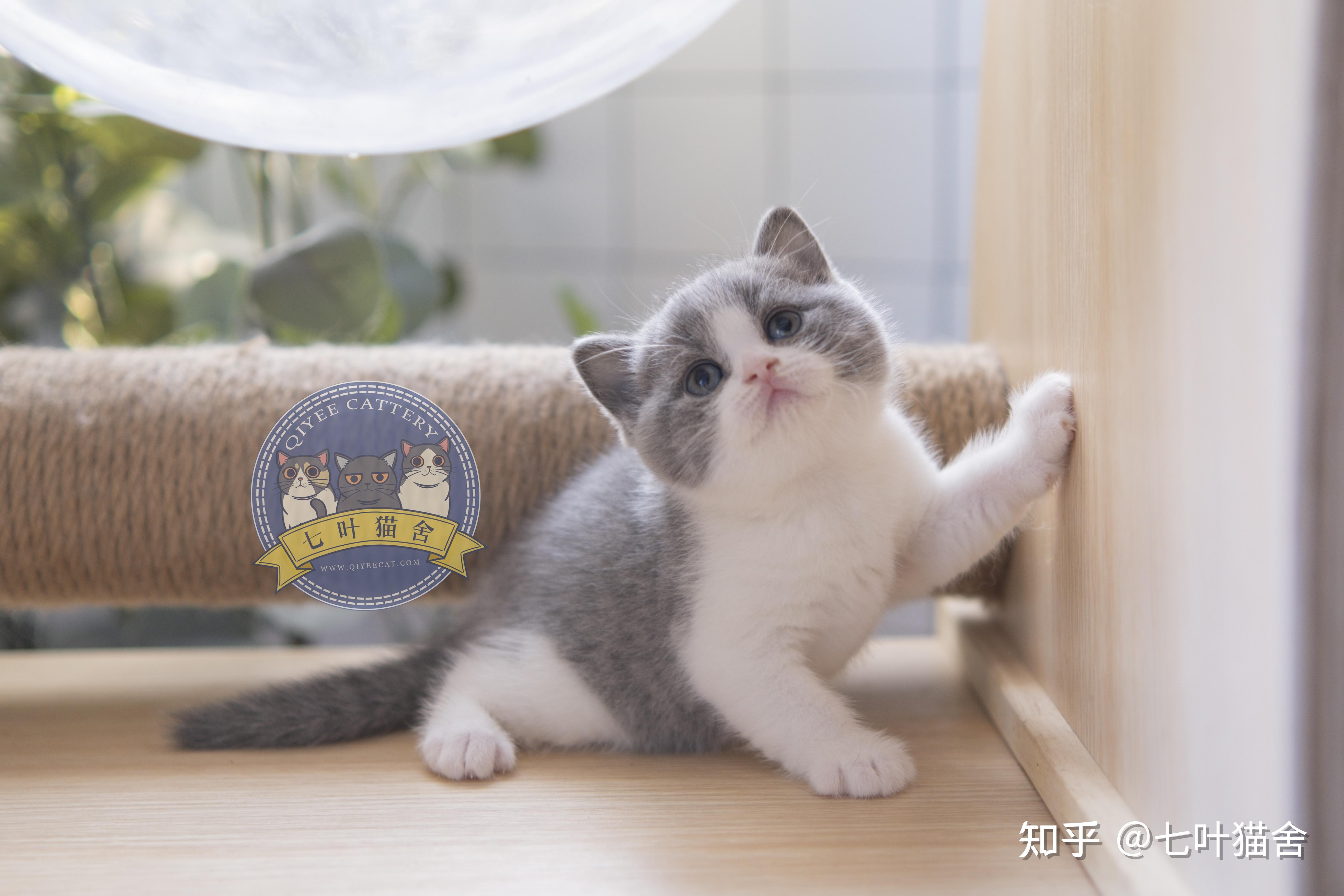 预算五千江浙沪可以买到健康品相不错的蓝白英短吗有没有推荐猫舍呢