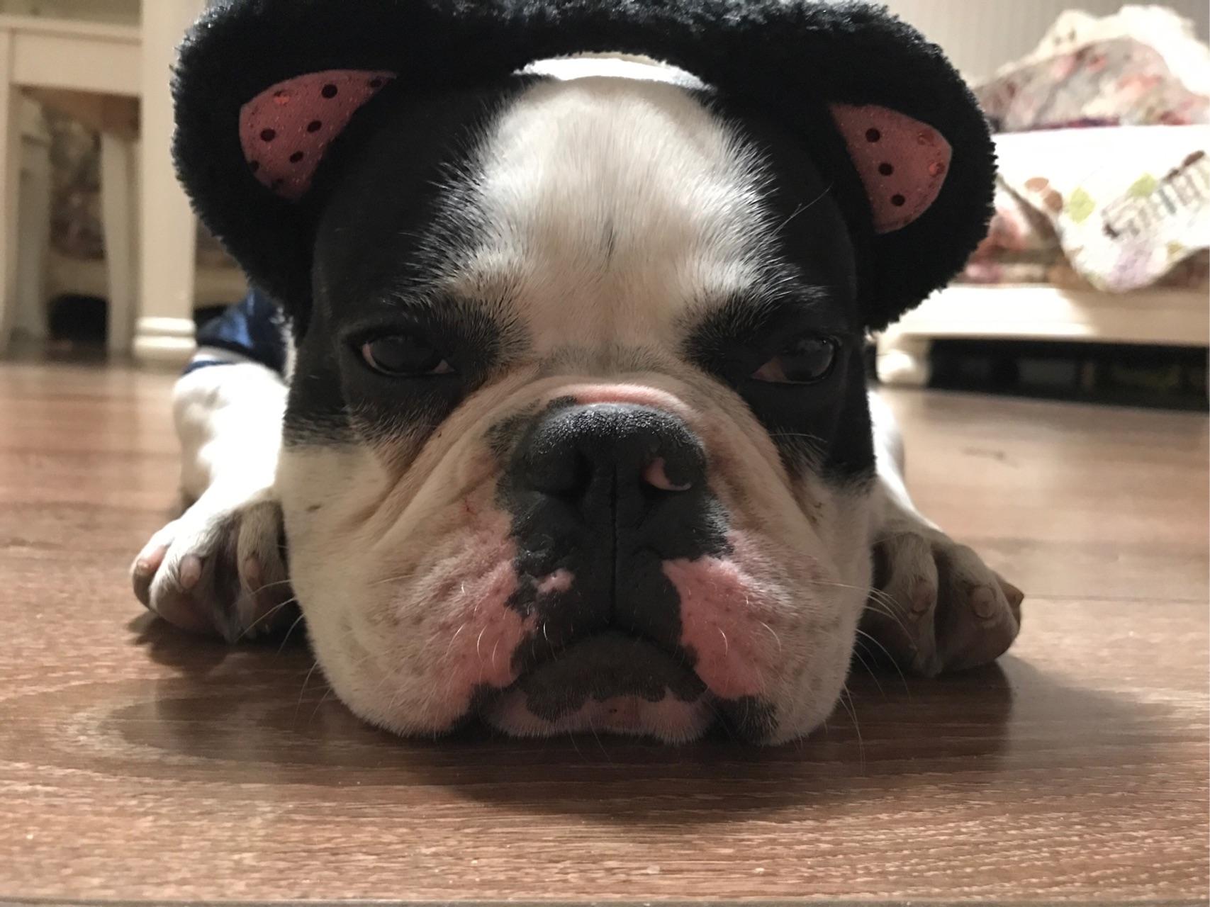 如何看待电击狗项圈这种产品?对狗伤害大吗?