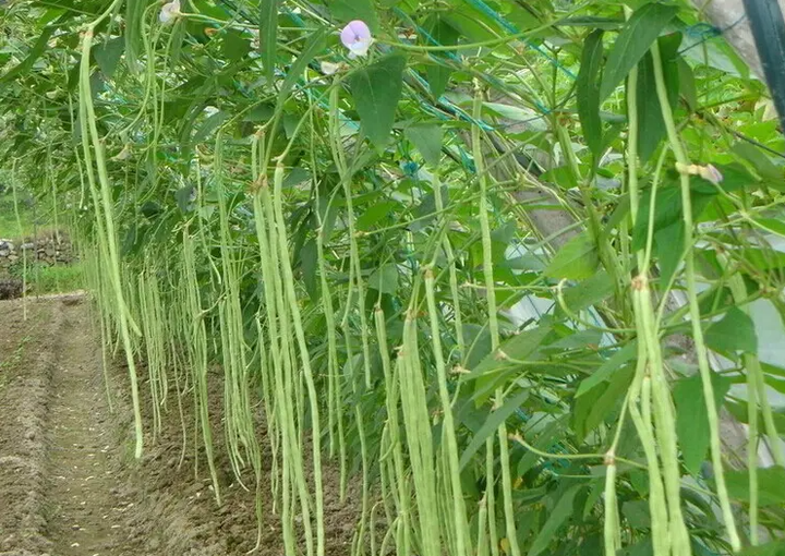 大棚豆角種植技術,大棚豆角用什麼肥料好?