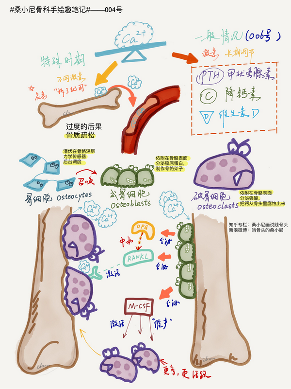 那些年吞下的钙片都进骨头了吗? - 知乎
