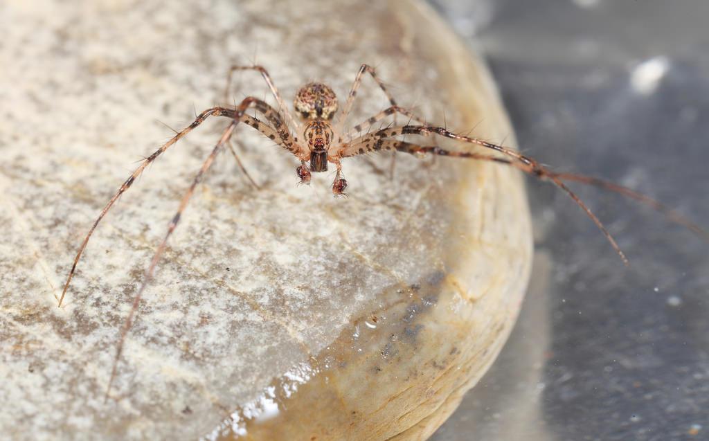 相煎何太急一拟态蛛科