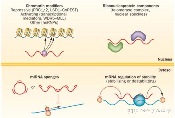 LncRNA的作用机制及研究方法 - 知乎