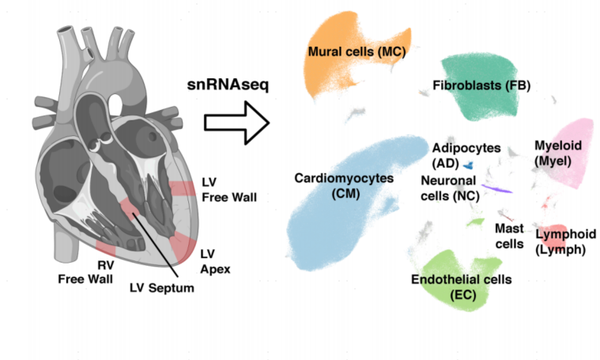 Science|单细胞测序为“心力衰竭”提供潜在治疗方案 - 知乎