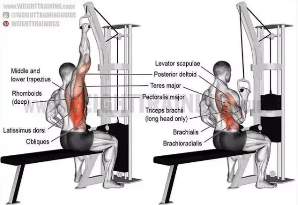 肌肉▼下斜杠铃卧推▼蝴蝶机夹胸▼悍马机推胸▼哑铃片胸推▼单臂哑铃