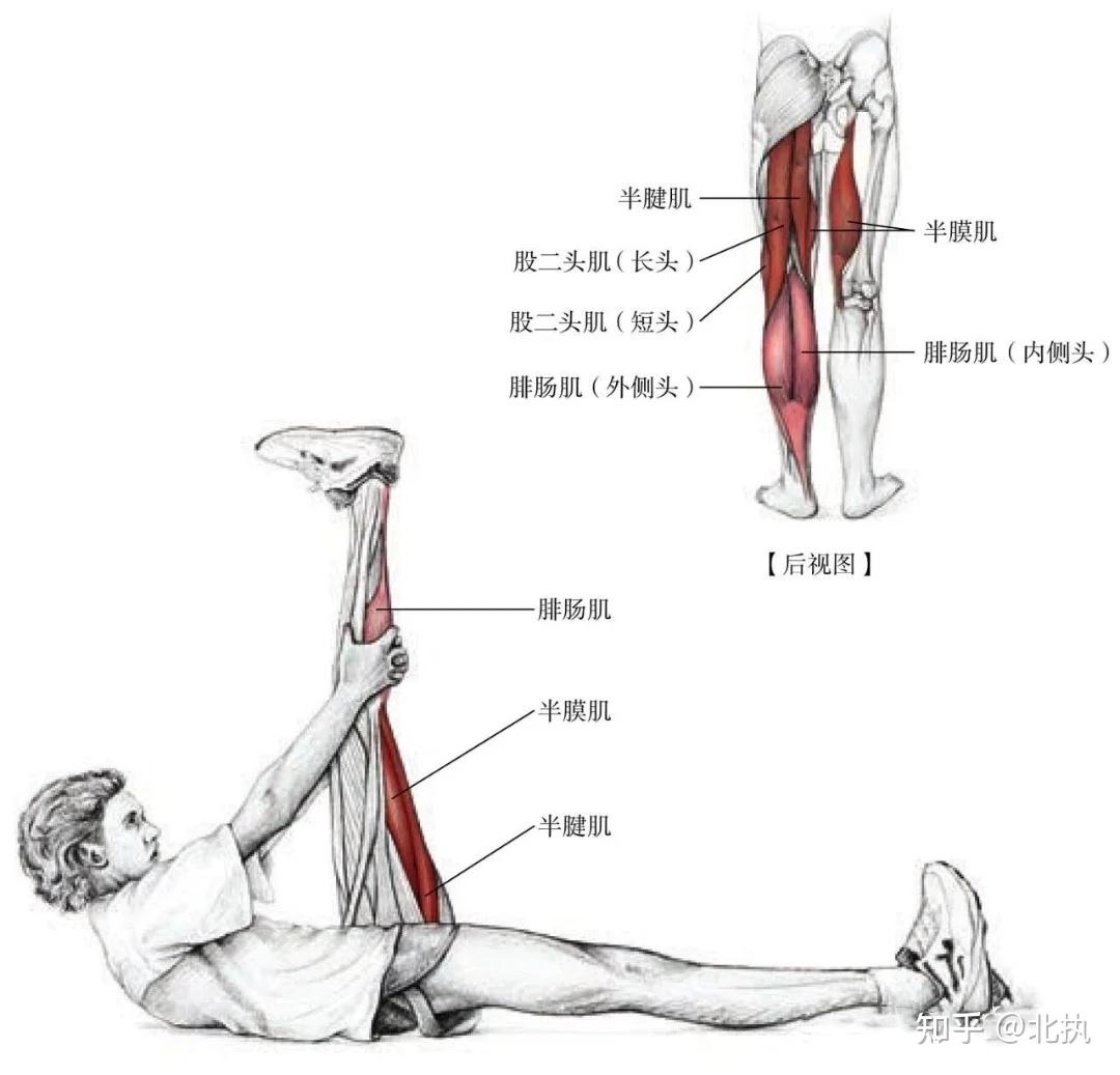 半腱肌和半膜肌起止点图片