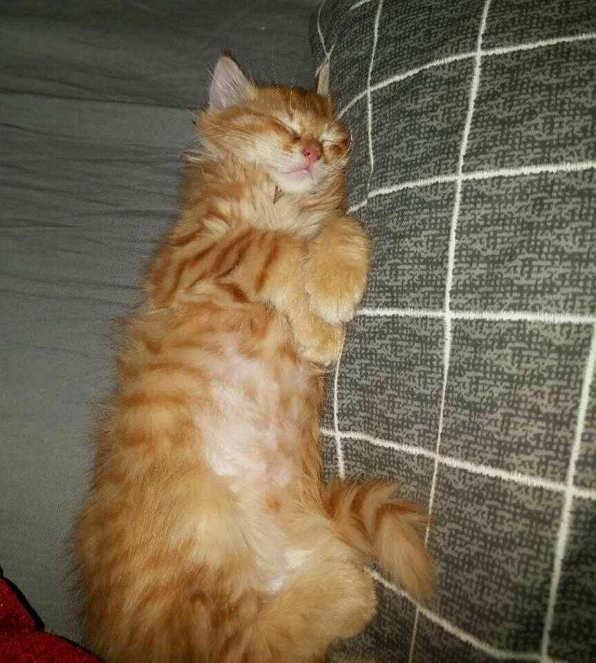 我晚上睡觉不关灯会影响猫咪吗?