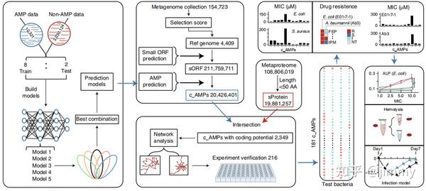 Identification of antimicrobial peptides from the human gut microbiome ...