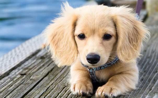 狗狗厌食 食欲不振 如何治疗 知乎