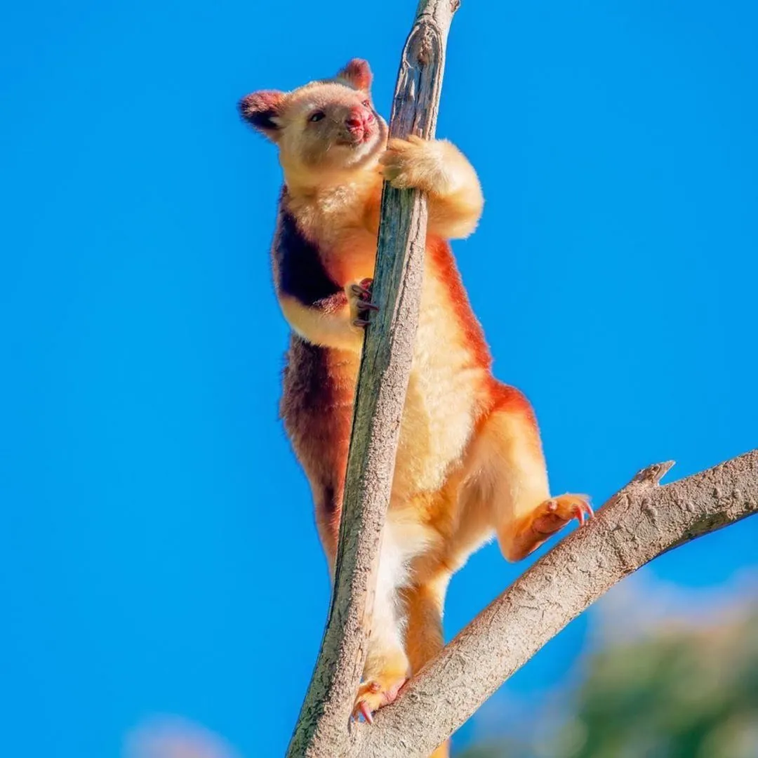 活久见原来袋鼠还会爬树