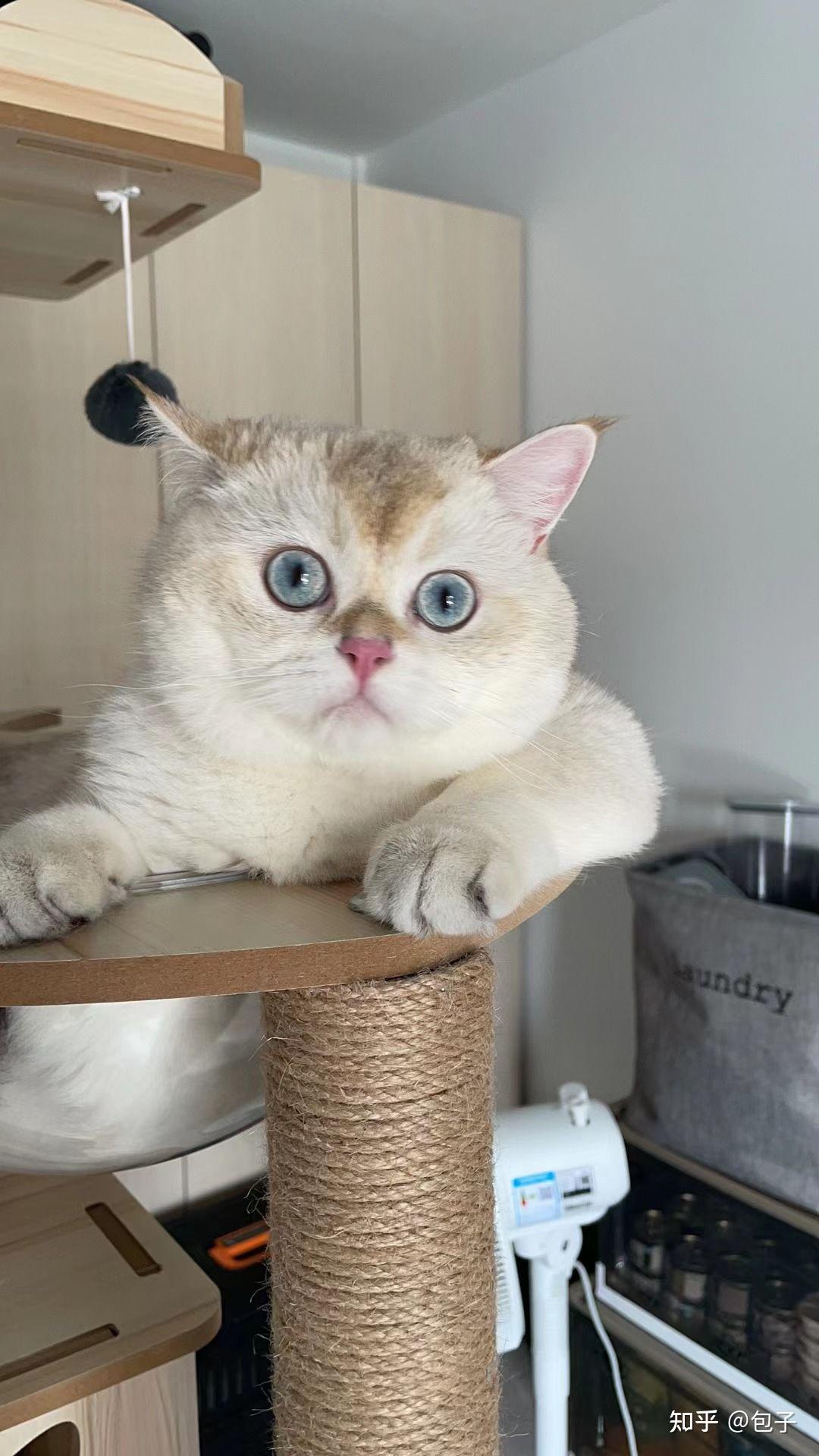 朋友买了一只金点猫现在不是很好看,有没有养了金点的朋友呢,可以看看